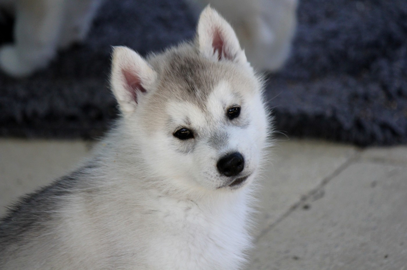 Des Sarmentins - Chiots disponibles - Siberian Husky