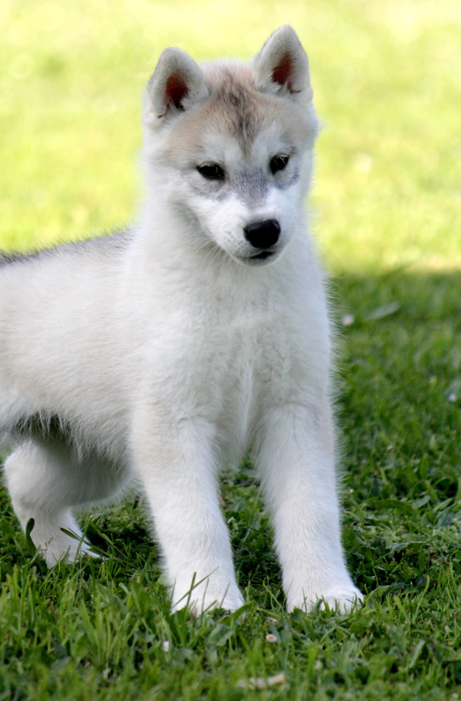 Des Sarmentins - Chiots disponibles - Siberian Husky