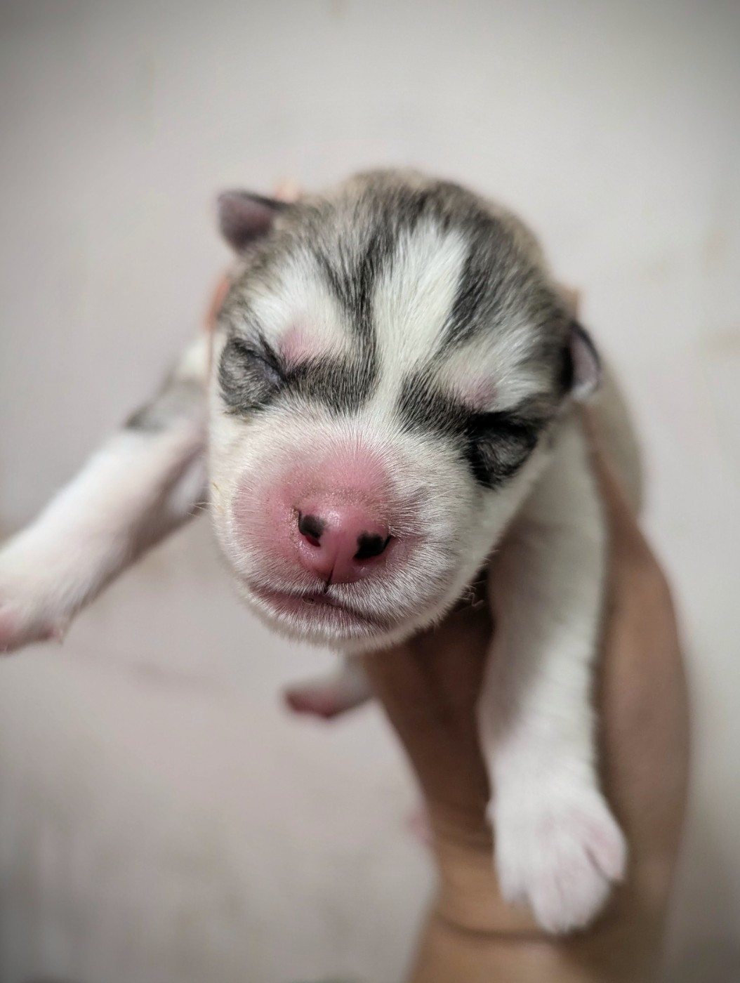 Des Sarmentins - Chiots disponibles - Siberian Husky