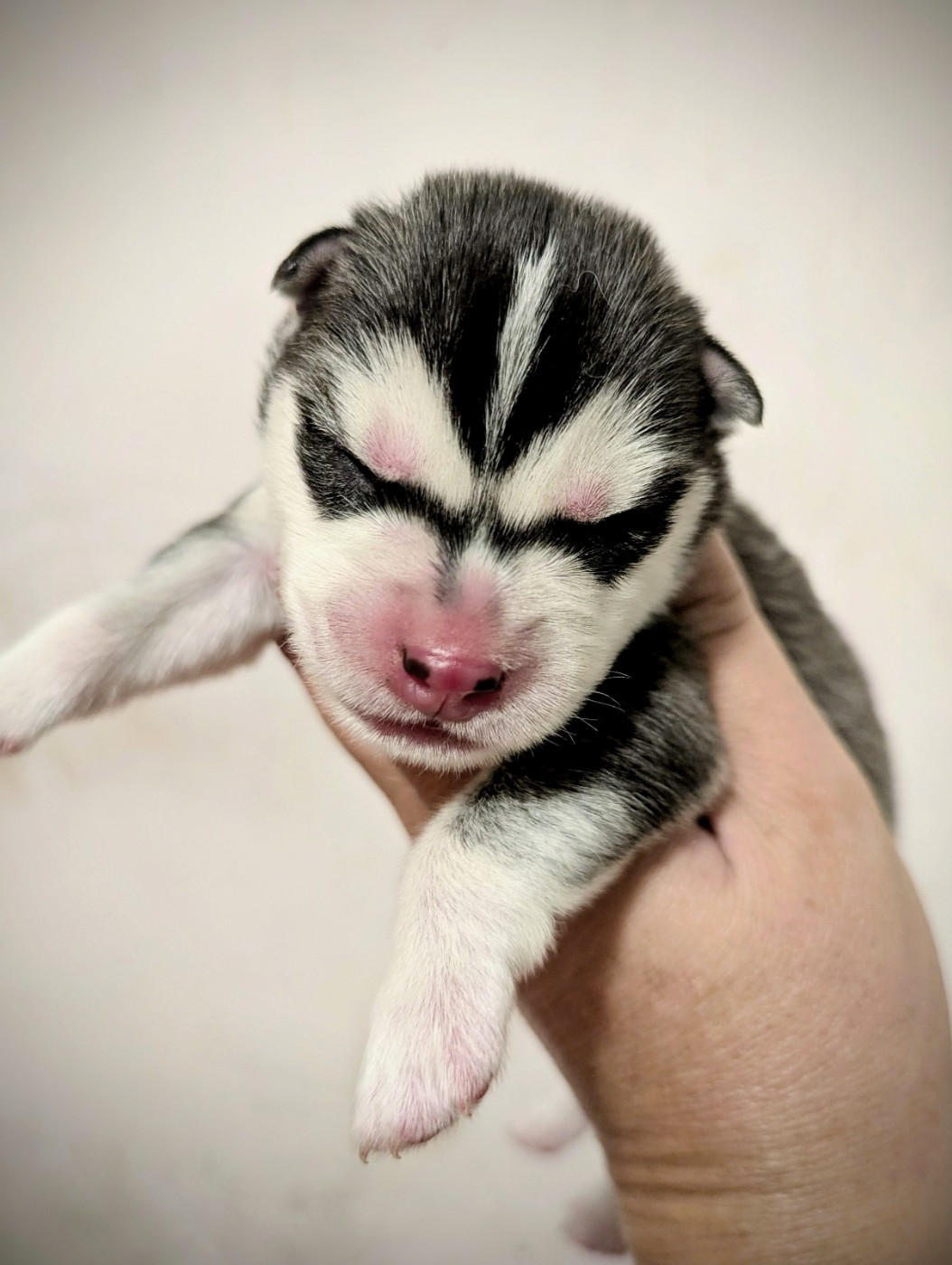 Des Sarmentins - Chiots disponibles - Siberian Husky