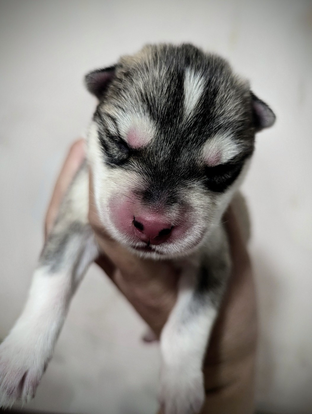 Des Sarmentins - Chiots disponibles - Siberian Husky