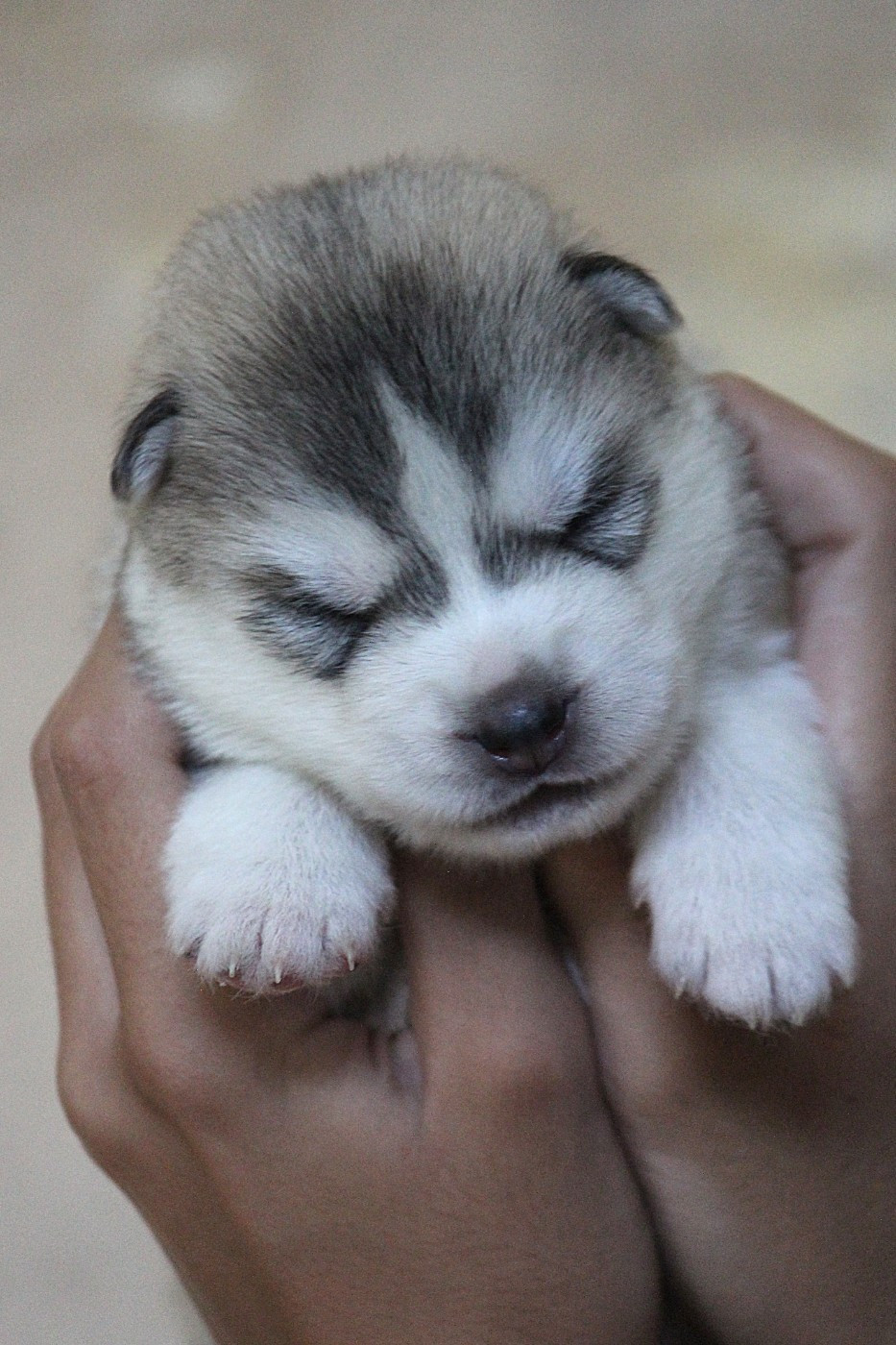 Des Sarmentins - Chiots disponibles - Siberian Husky