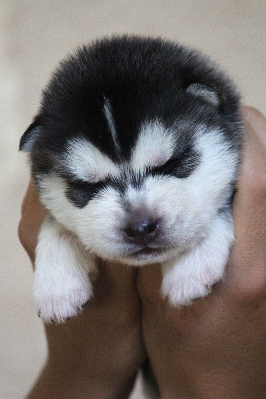Des Sarmentins - Chiots disponibles - Siberian Husky