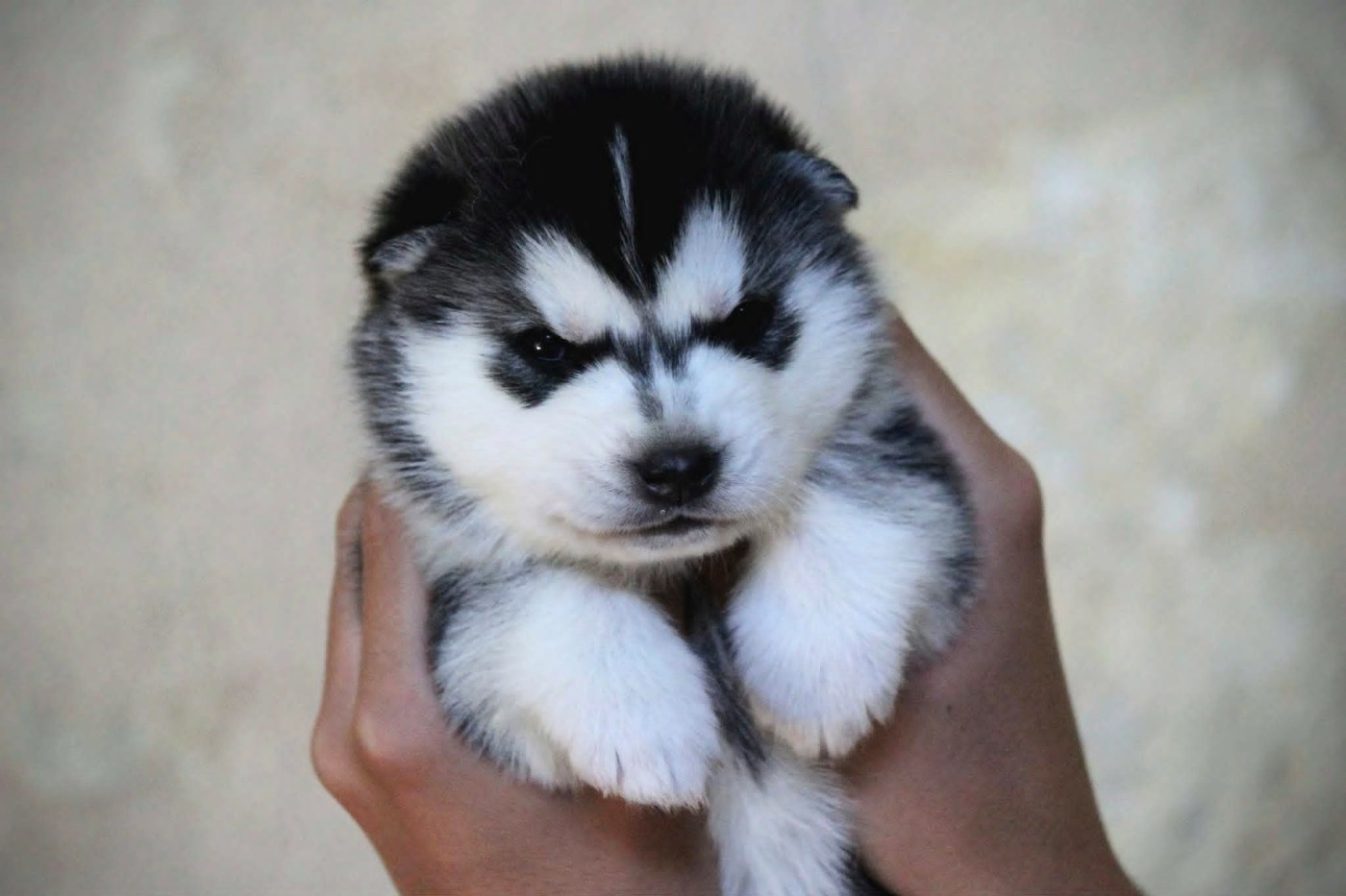 Des Sarmentins - Chiots disponibles - Siberian Husky
