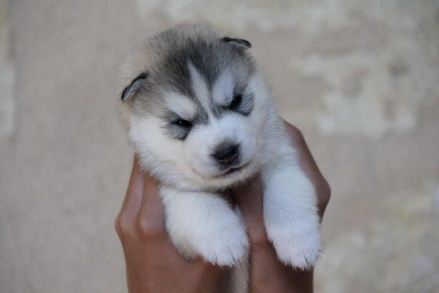 Des Sarmentins - Chiots disponibles - Siberian Husky