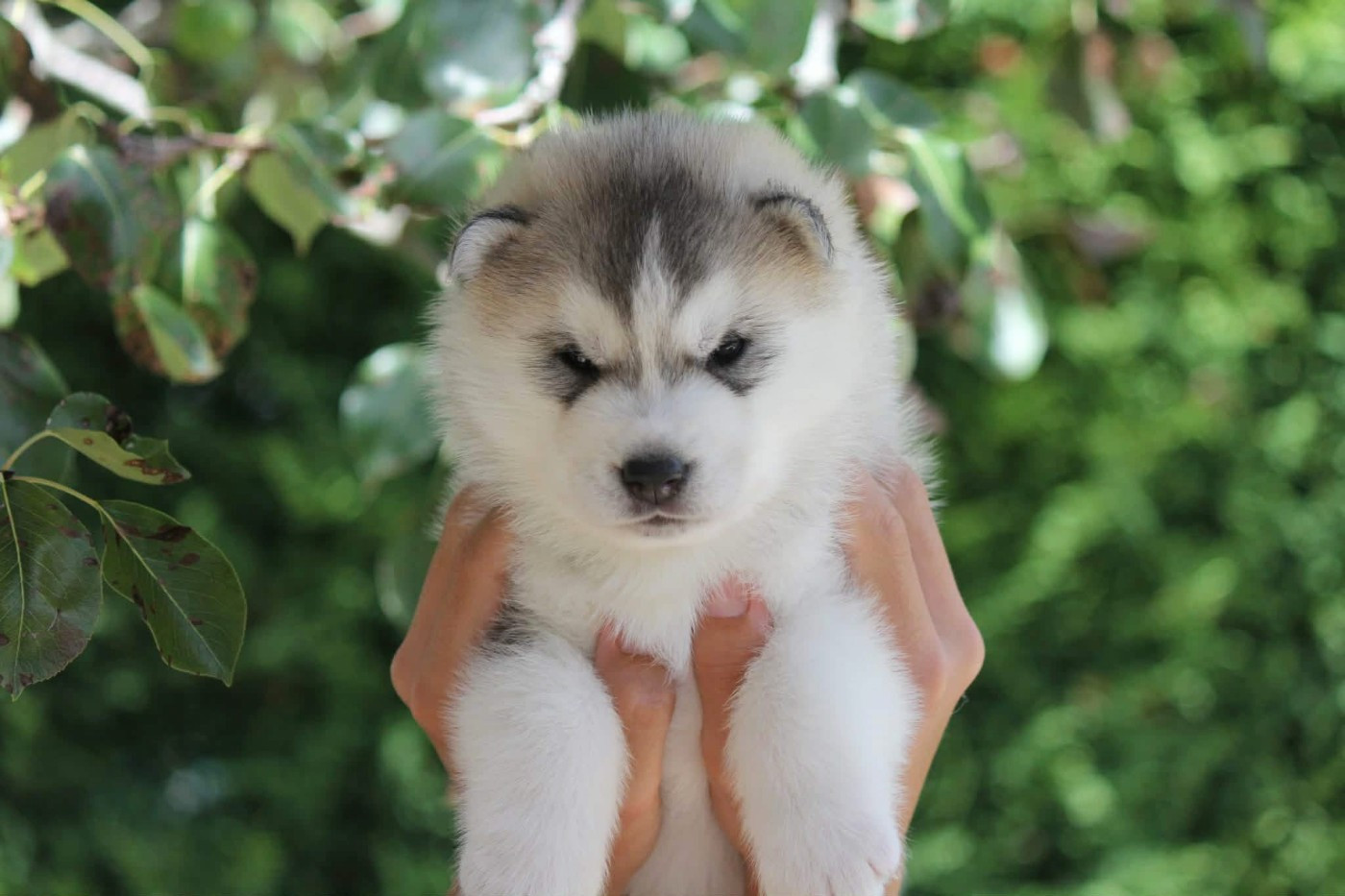 Des Sarmentins - Chiots disponibles - Siberian Husky