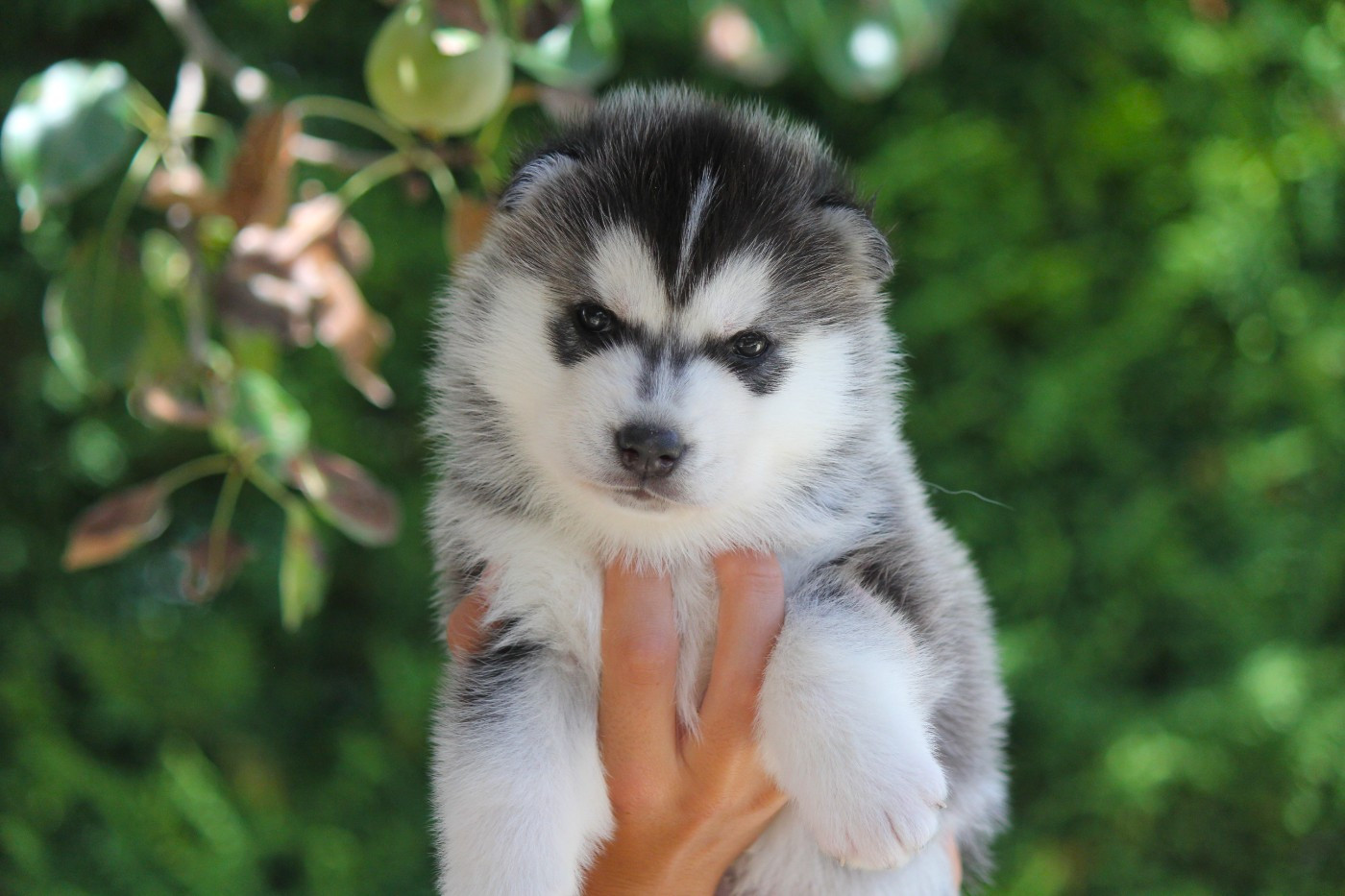 Des Sarmentins - Chiots disponibles - Siberian Husky