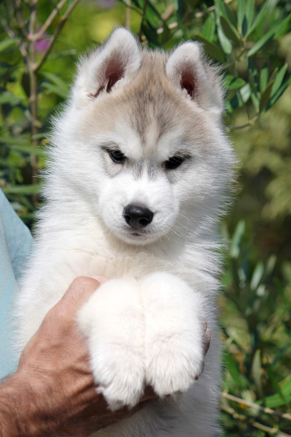 Des Sarmentins - Chiots disponibles - Siberian Husky