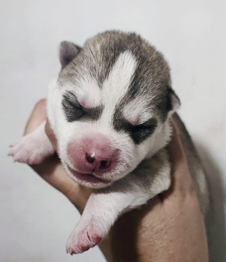 Des Sarmentins - Chiots disponibles - Siberian Husky