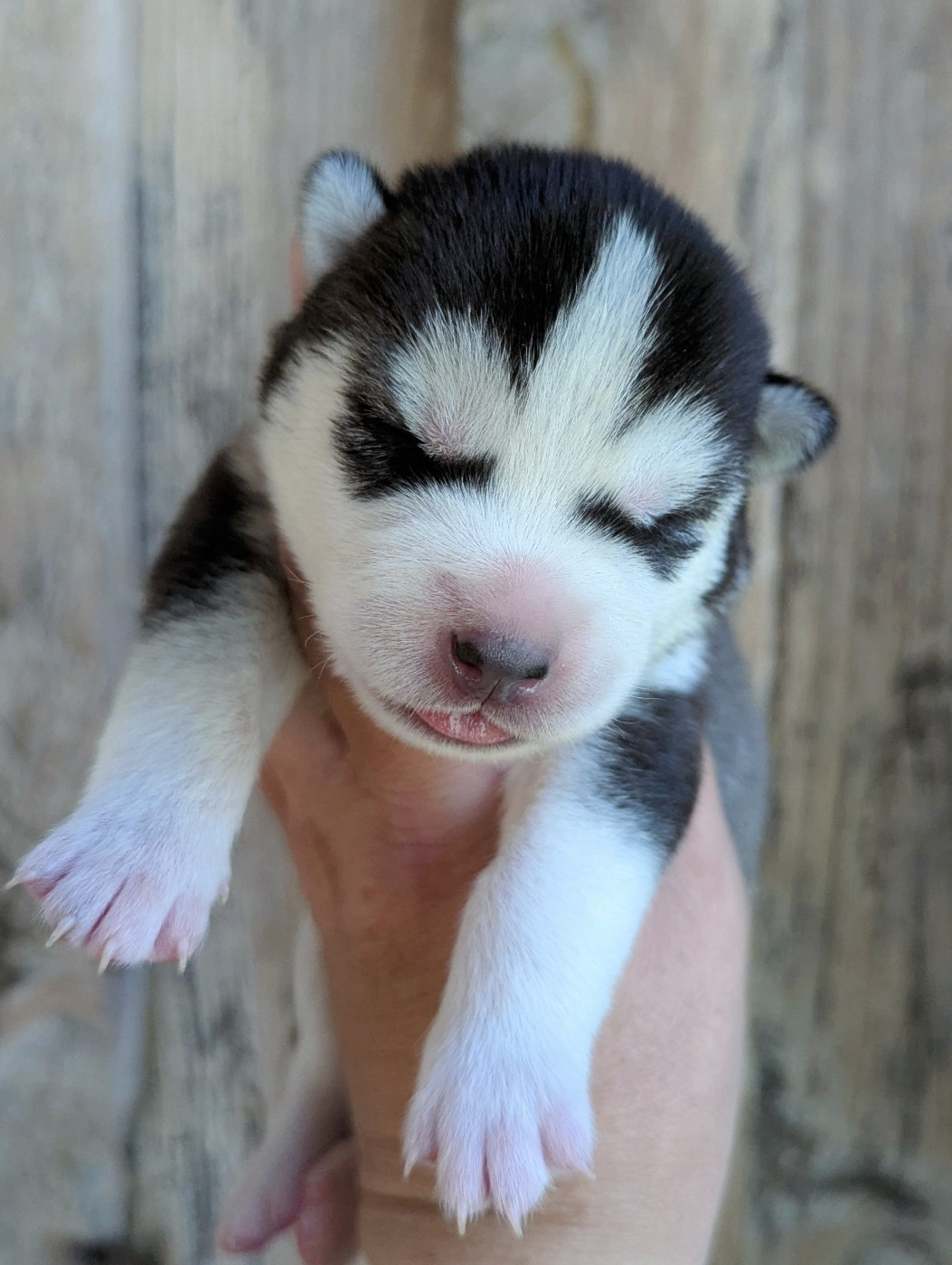 Des Sarmentins - Chiots disponibles - Siberian Husky