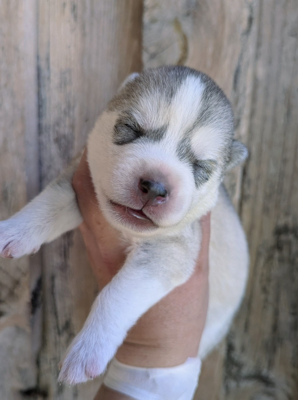 Des Sarmentins - Chiots disponibles - Siberian Husky