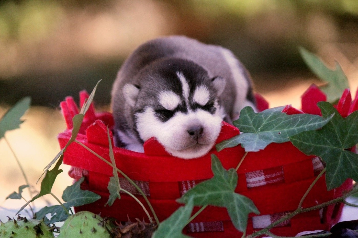 Des Sarmentins - Chiots disponibles - Siberian Husky