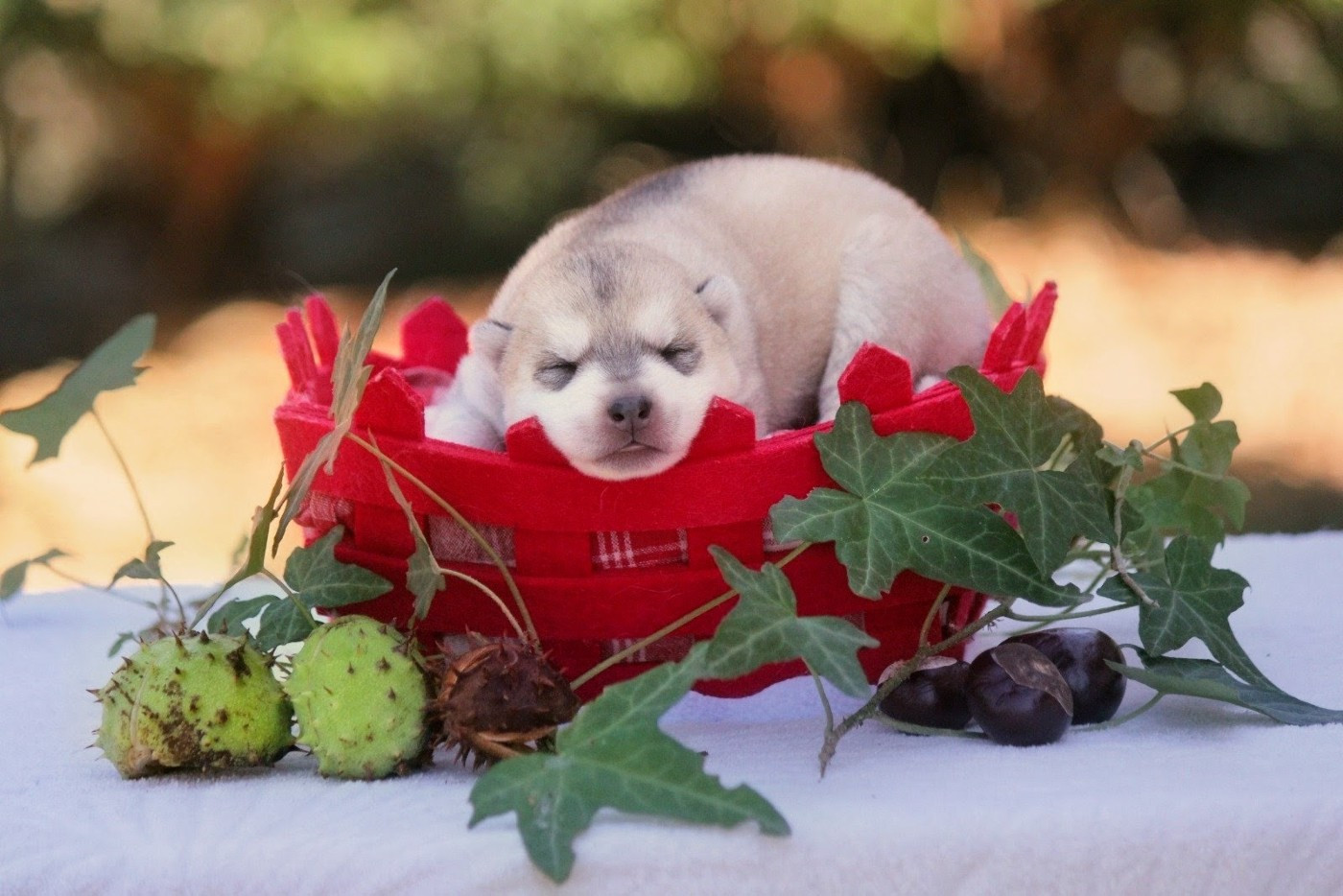 Des Sarmentins - Chiots disponibles - Siberian Husky