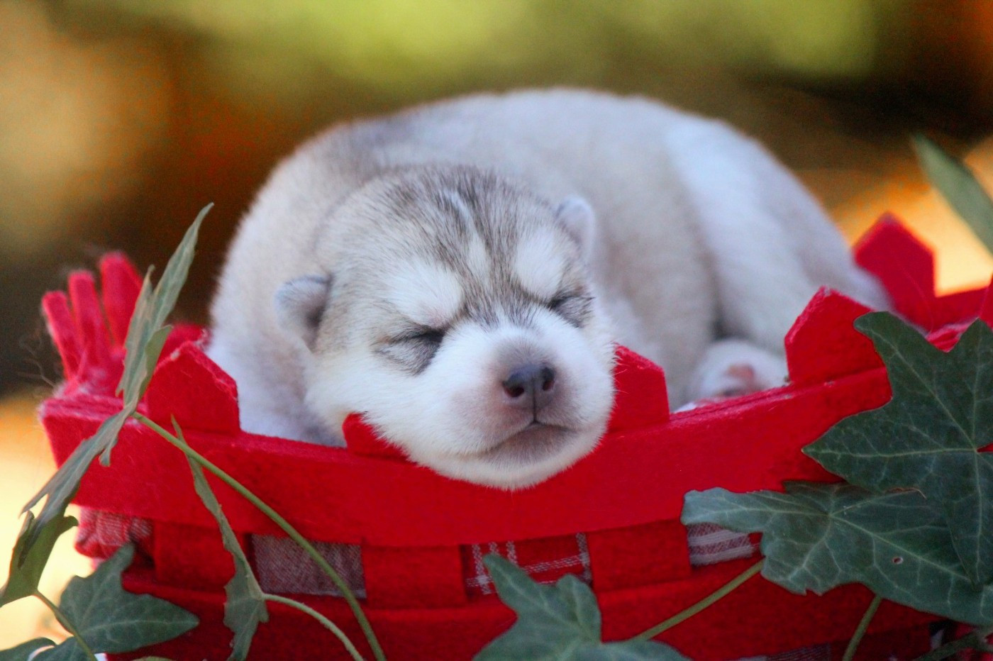 Des Sarmentins - Chiots disponibles - Siberian Husky