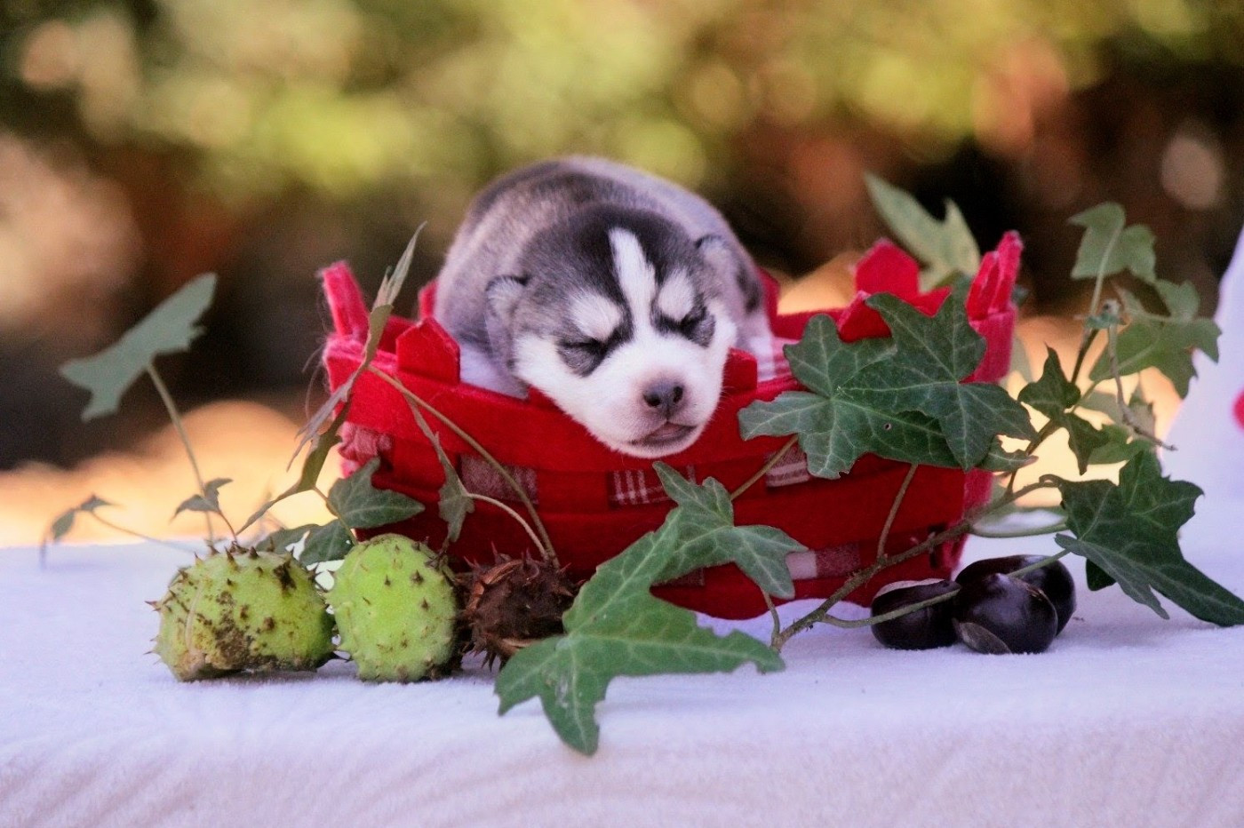 Des Sarmentins - Chiots disponibles - Siberian Husky