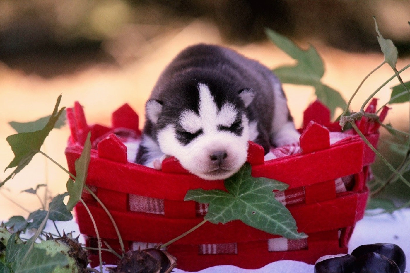 Des Sarmentins - Chiots disponibles - Siberian Husky