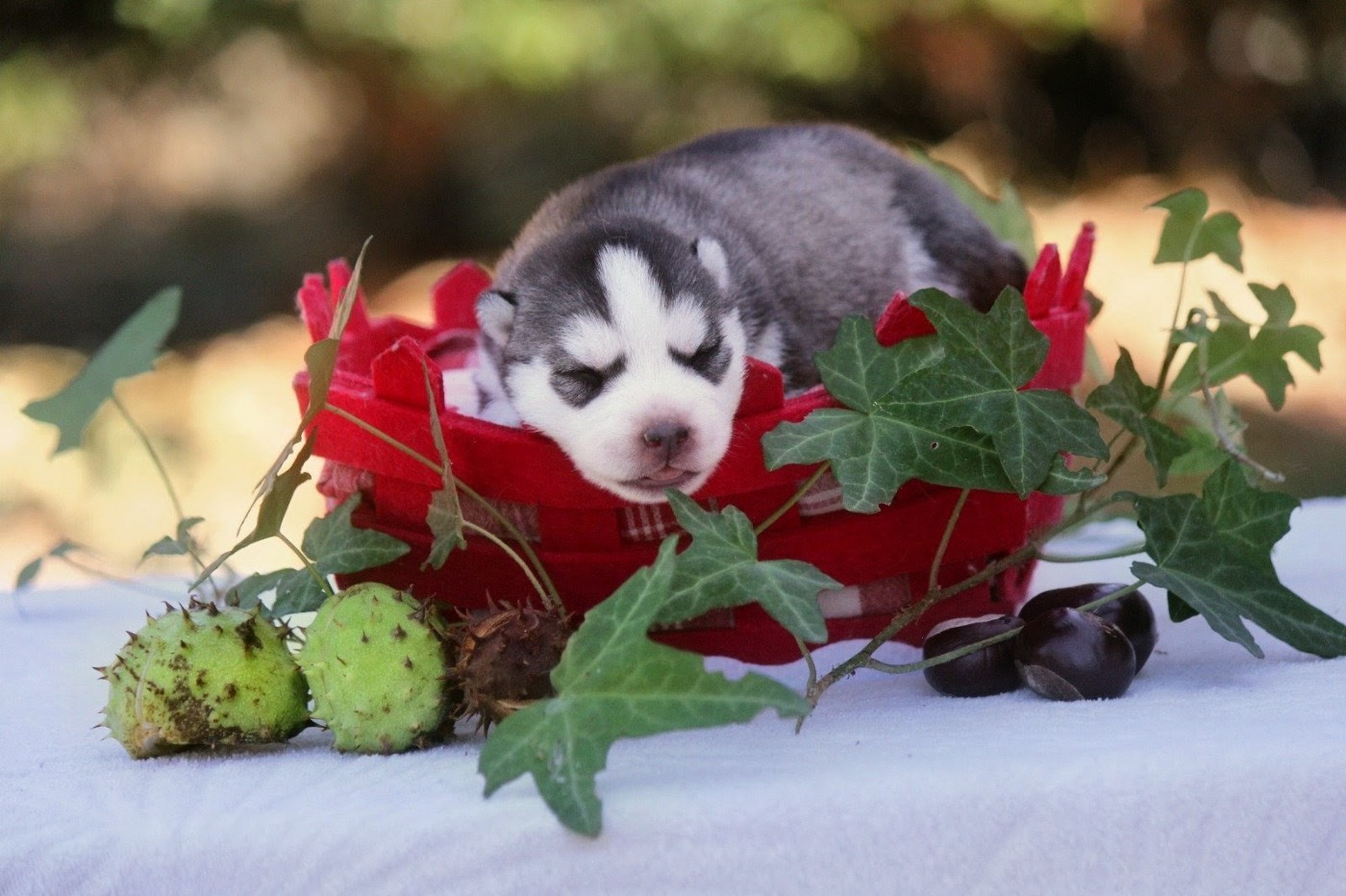 Des Sarmentins - Chiots disponibles - Siberian Husky