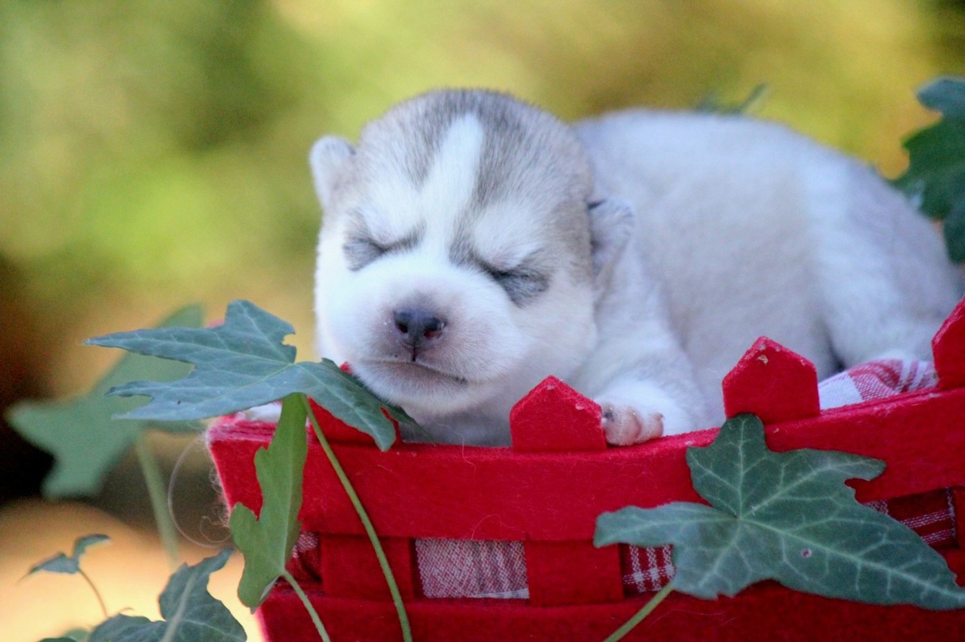 Des Sarmentins - Chiots disponibles - Siberian Husky