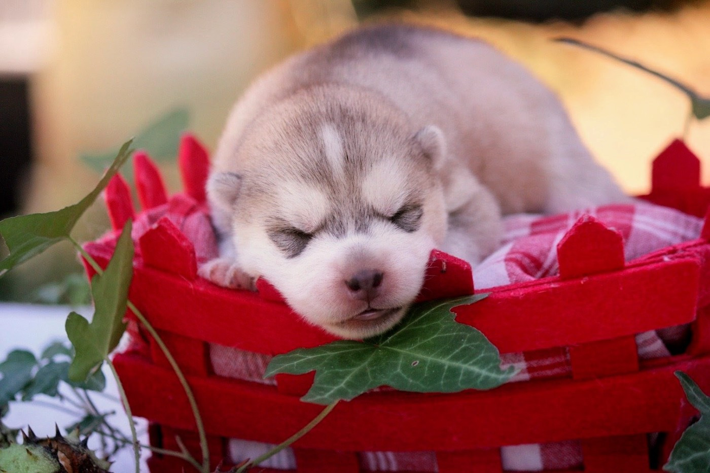 Des Sarmentins - Chiots disponibles - Siberian Husky