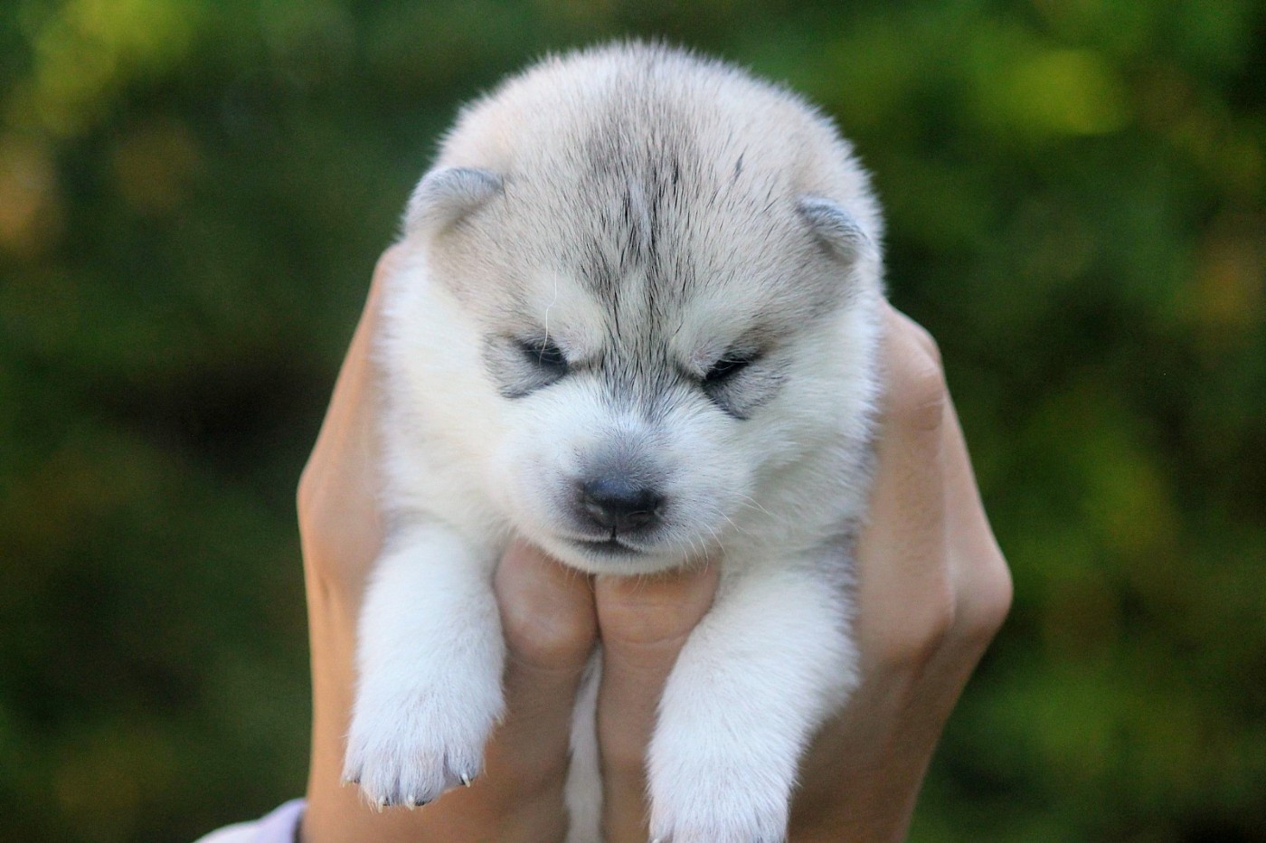 Des Sarmentins - Chiots disponibles - Siberian Husky