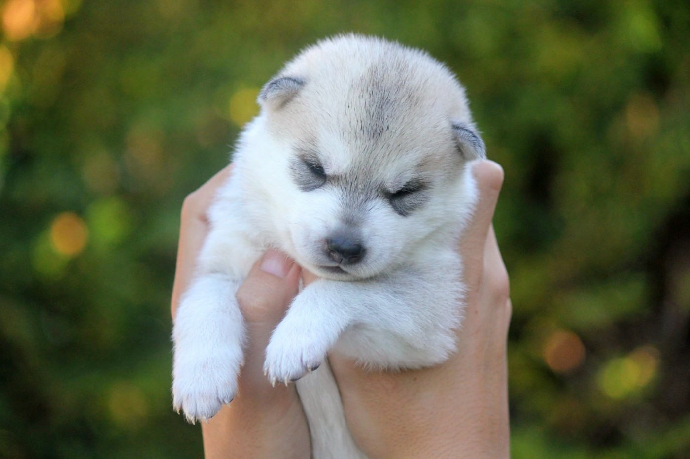 Des Sarmentins - Chiots disponibles - Siberian Husky
