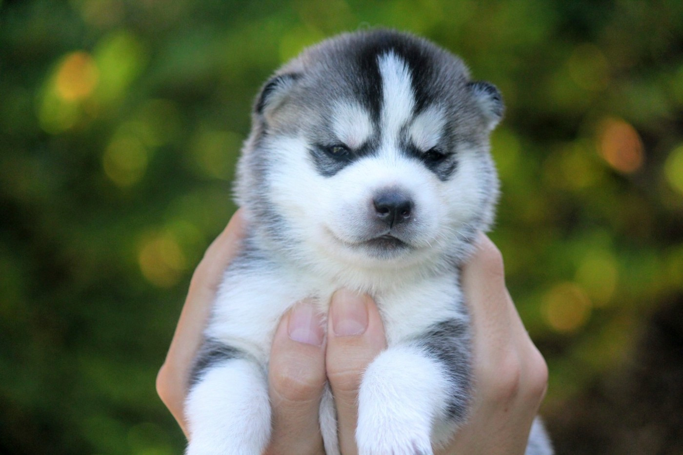 Des Sarmentins - Chiots disponibles - Siberian Husky