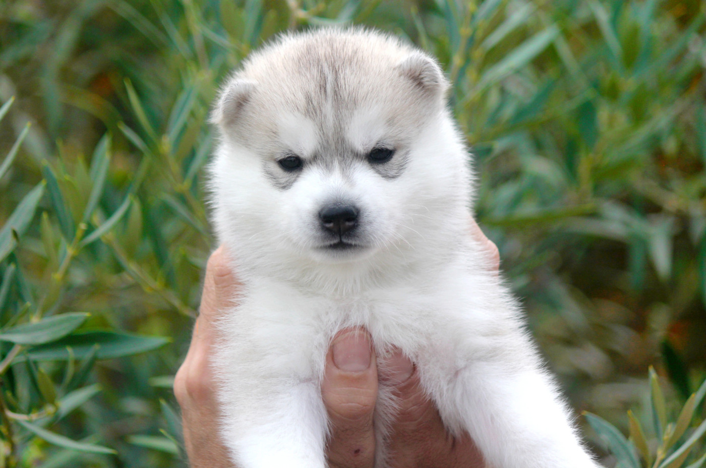 Des Sarmentins - Chiots disponibles - Siberian Husky