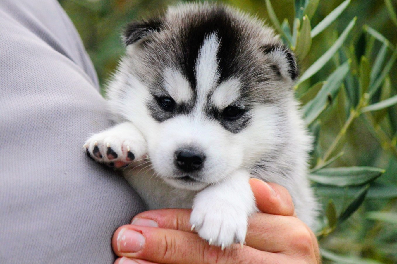 Des Sarmentins - Chiots disponibles - Siberian Husky