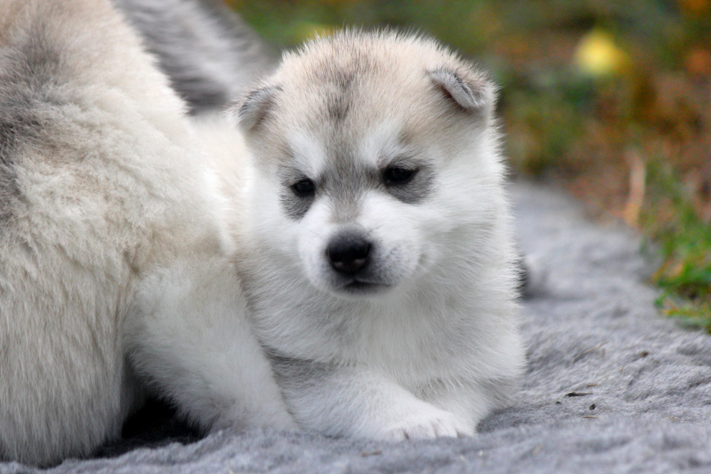 Des Sarmentins - Chiots disponibles - Siberian Husky