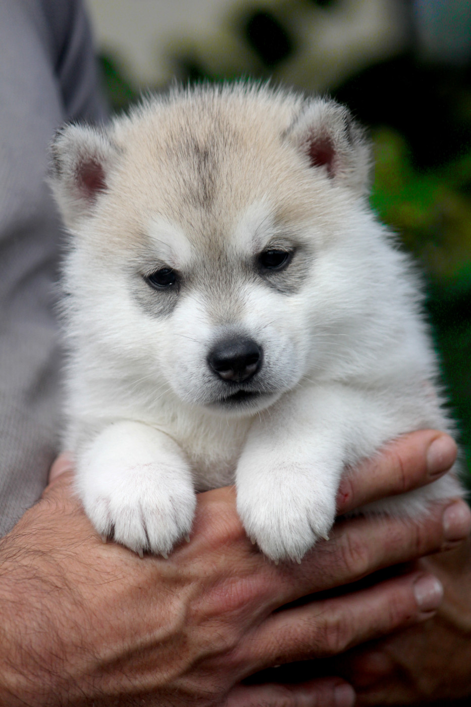Des Sarmentins - Chiots disponibles - Siberian Husky
