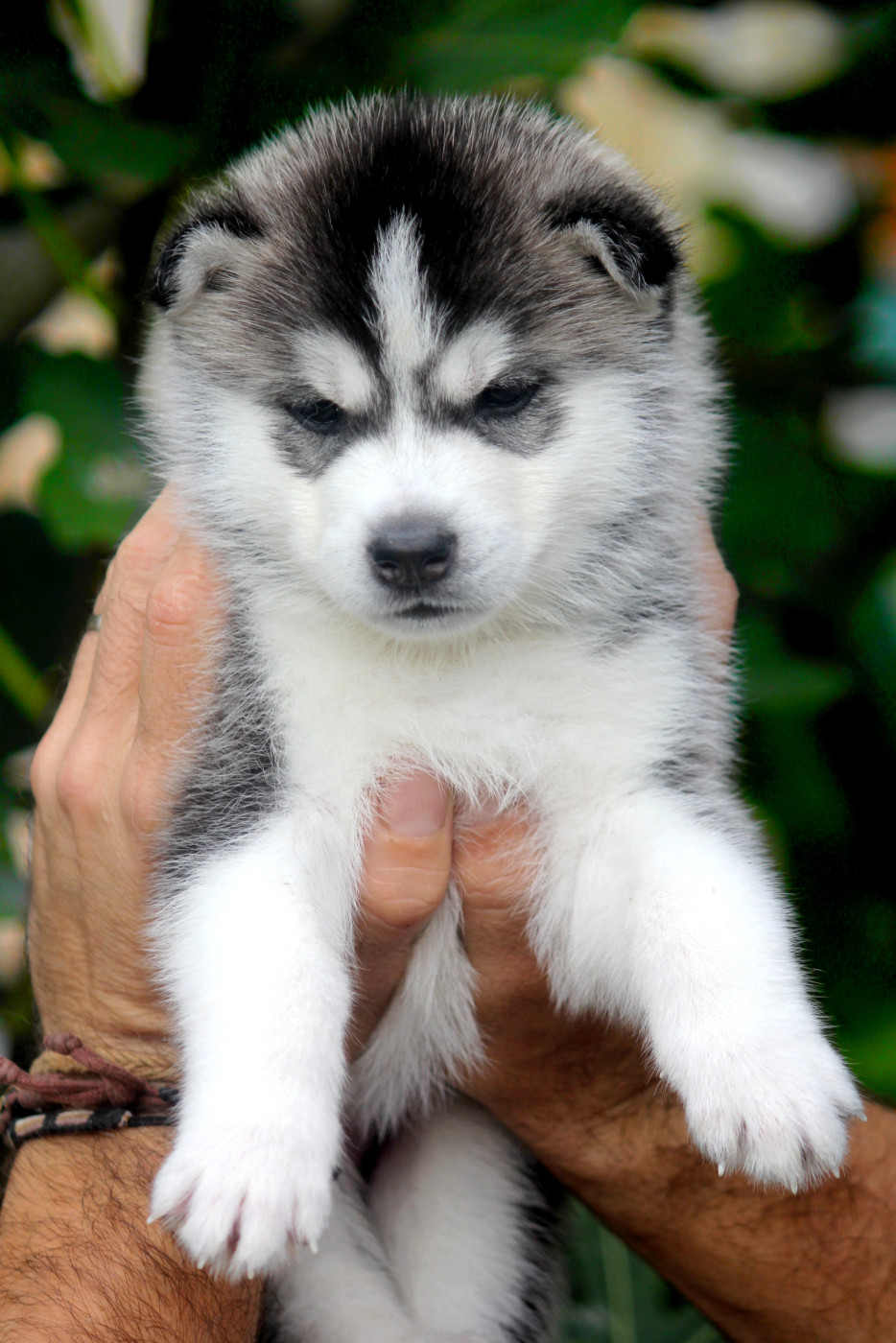 Des Sarmentins - Chiots disponibles - Siberian Husky