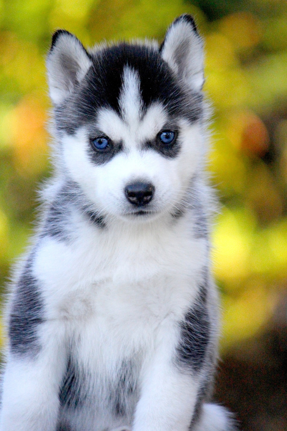 Des Sarmentins - Chiots disponibles - Siberian Husky