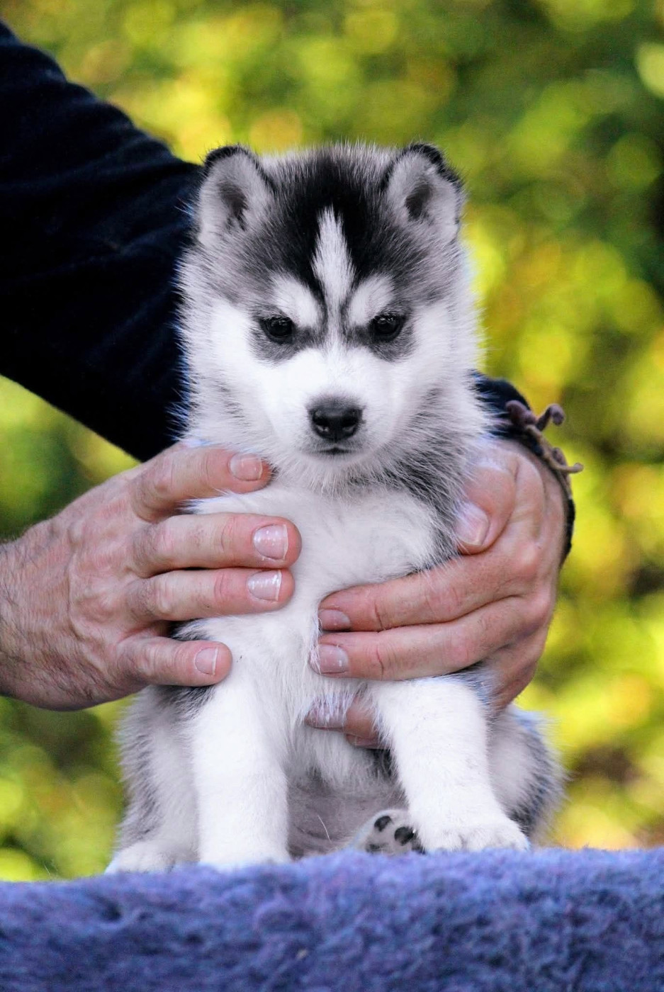 Des Sarmentins - Chiots disponibles - Siberian Husky