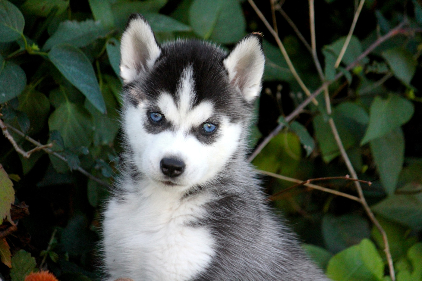 Des Sarmentins - Chiots disponibles - Siberian Husky