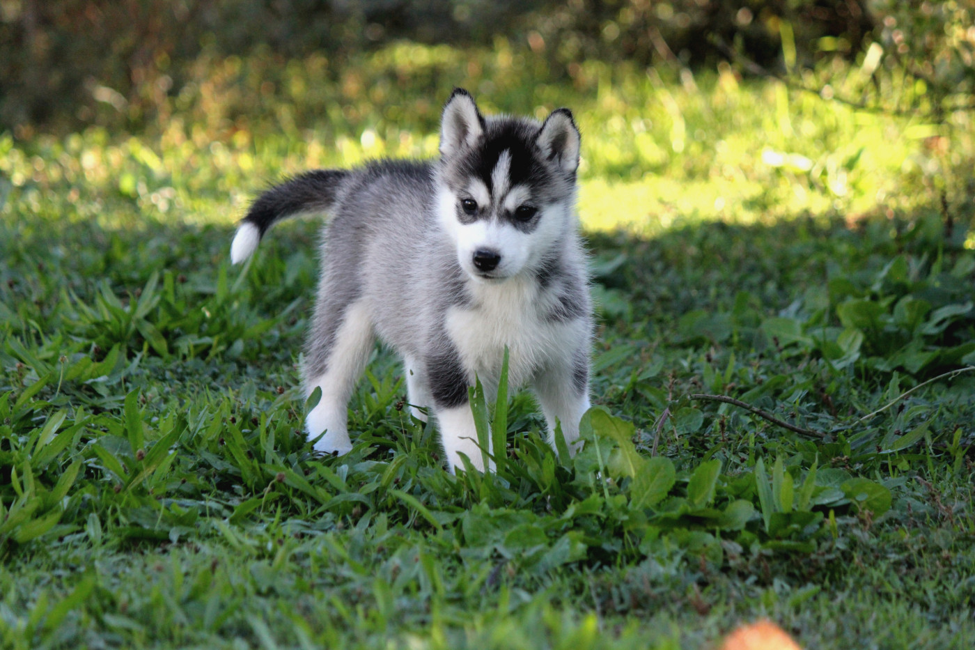 Des Sarmentins - Chiots disponibles - Siberian Husky