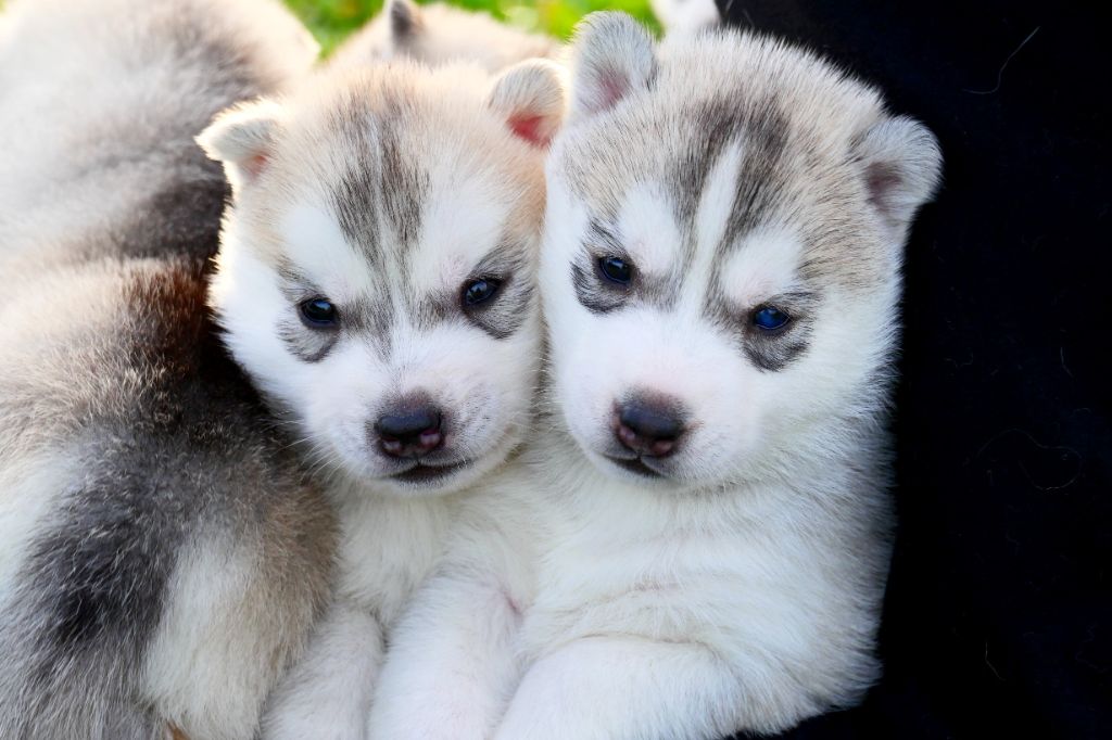 Chiot Siberian Husky Des Sarmentins