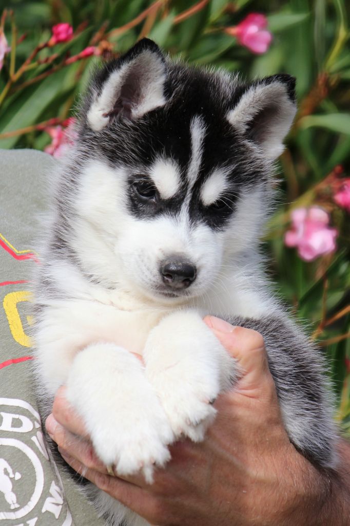 Des Sarmentins - Chiots disponibles - Siberian Husky