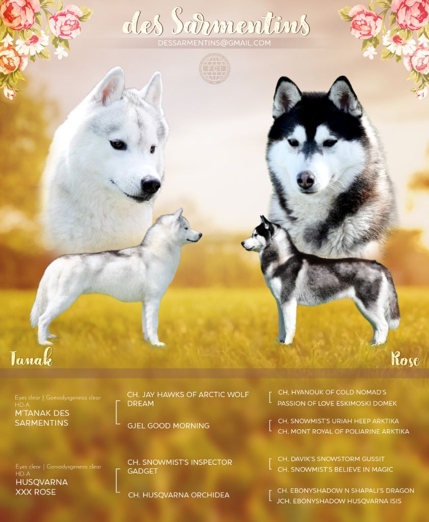 Des Sarmentins - Siberian Husky - Portée née le 22/04/2021