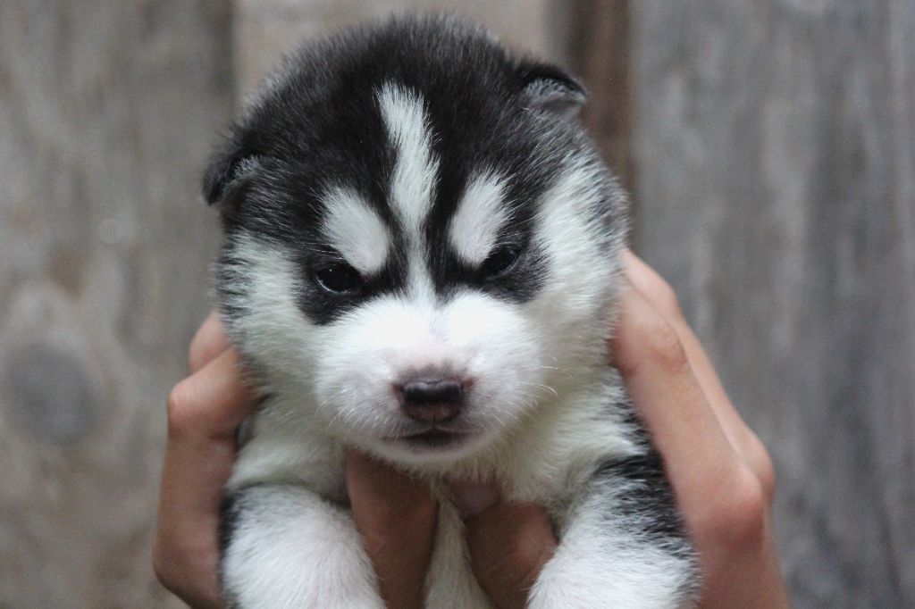Des Sarmentins - Chiots disponibles - Siberian Husky
