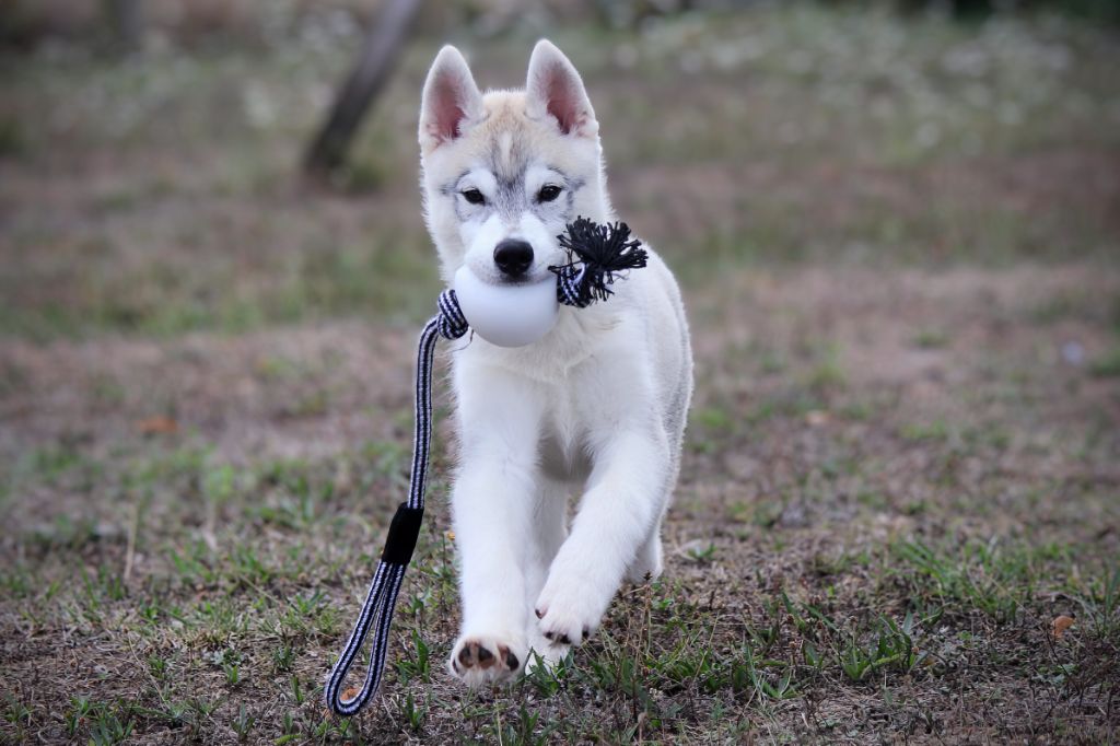 Des Sarmentins - Chiots disponibles - Siberian Husky