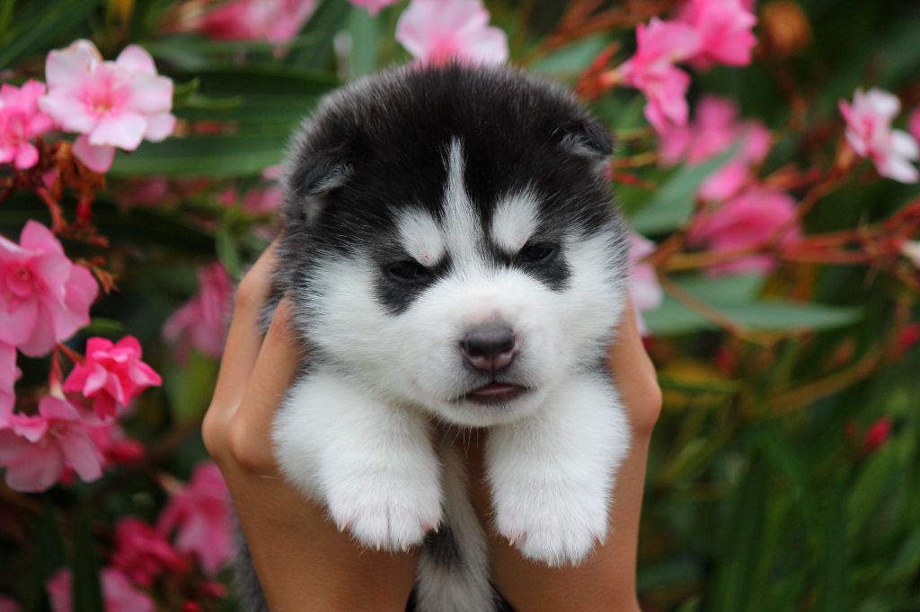 Des Sarmentins - Chiots disponibles - Siberian Husky