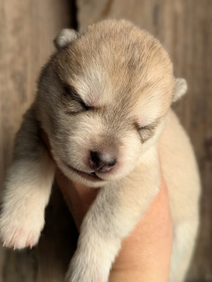 Mâle 3 gris et blanc