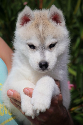 Ahska