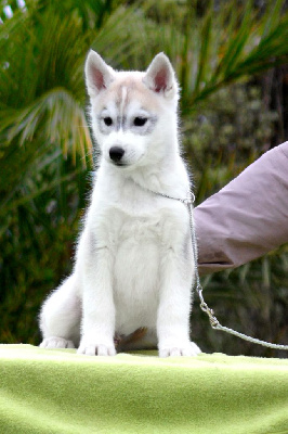 MALE 2 " Tchao Pantin "