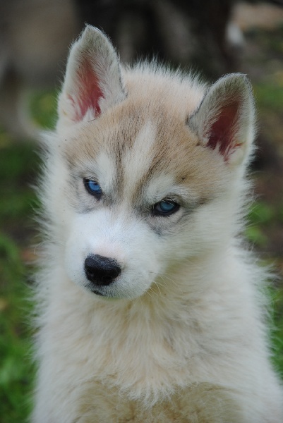 Chiot Siberian Husky Des Sarmentins