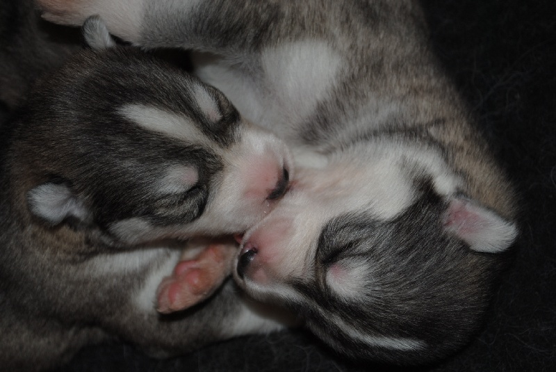 Chiot Siberian Husky Des Sarmentins