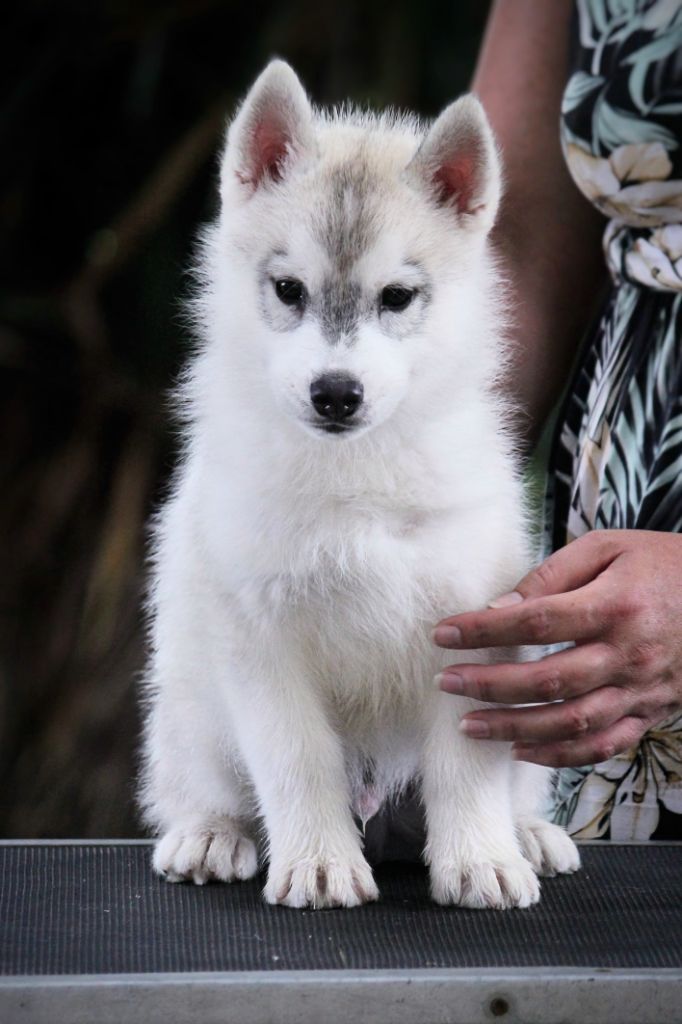 Des Sarmentins - Siberian Husky - Portée née le 02/06/2024
