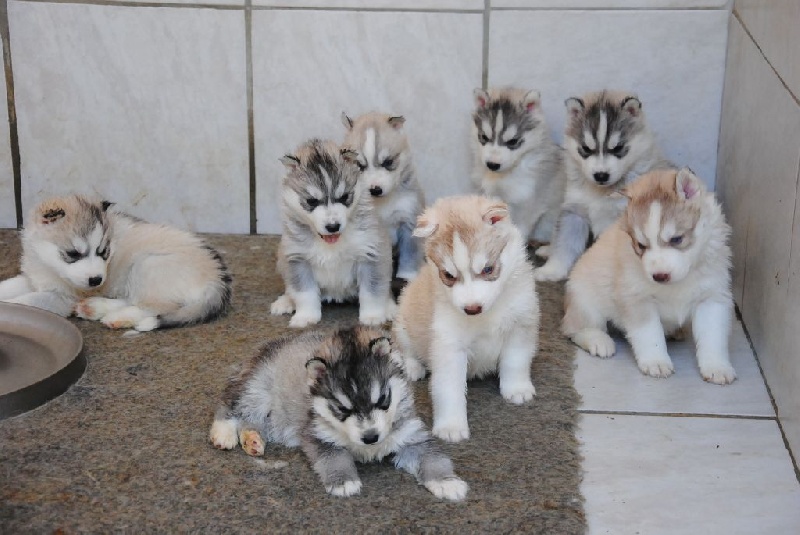 Chiot Siberian Husky Des Sarmentins