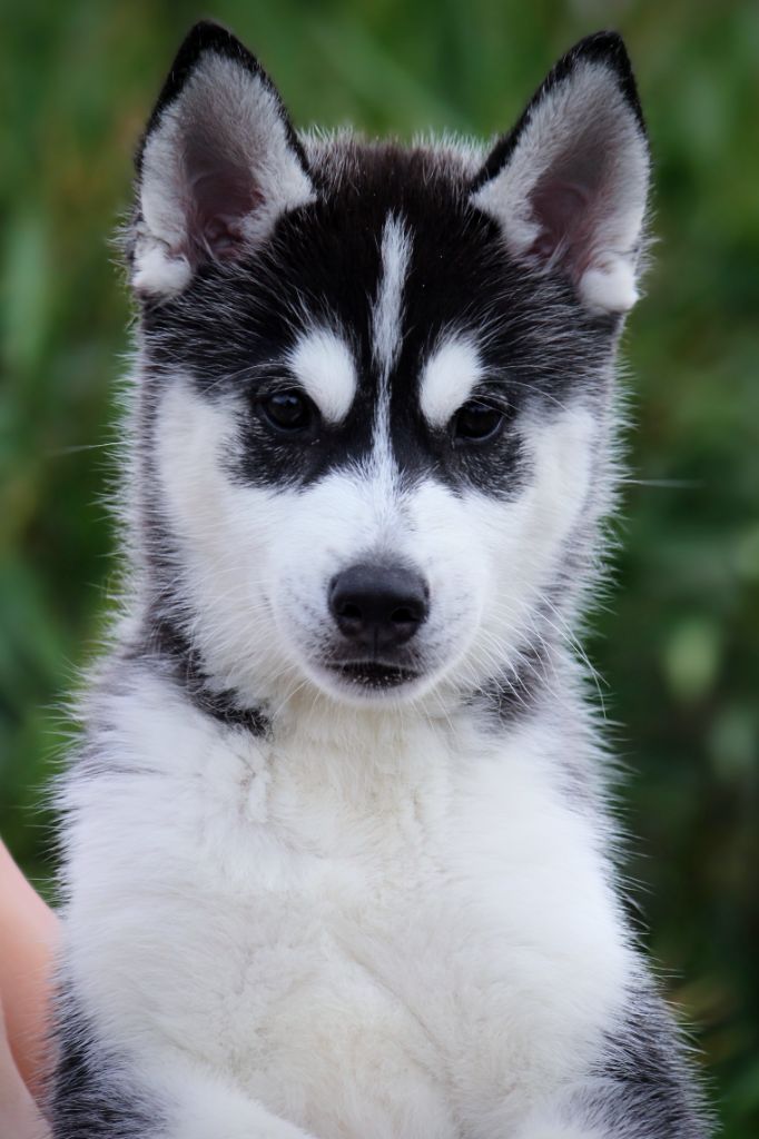 Des Sarmentins - Chiots disponibles - Siberian Husky